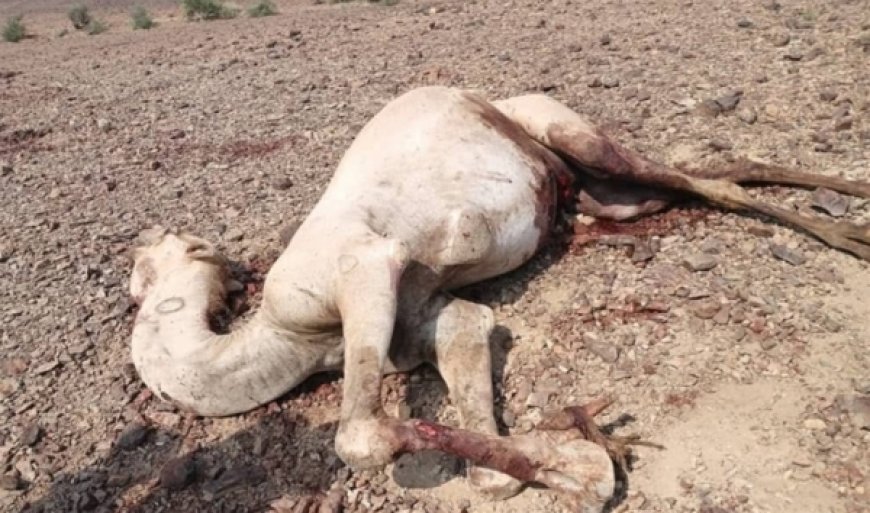 نفوق 15 ناقة بصاعقة رعدية في ريف تعز