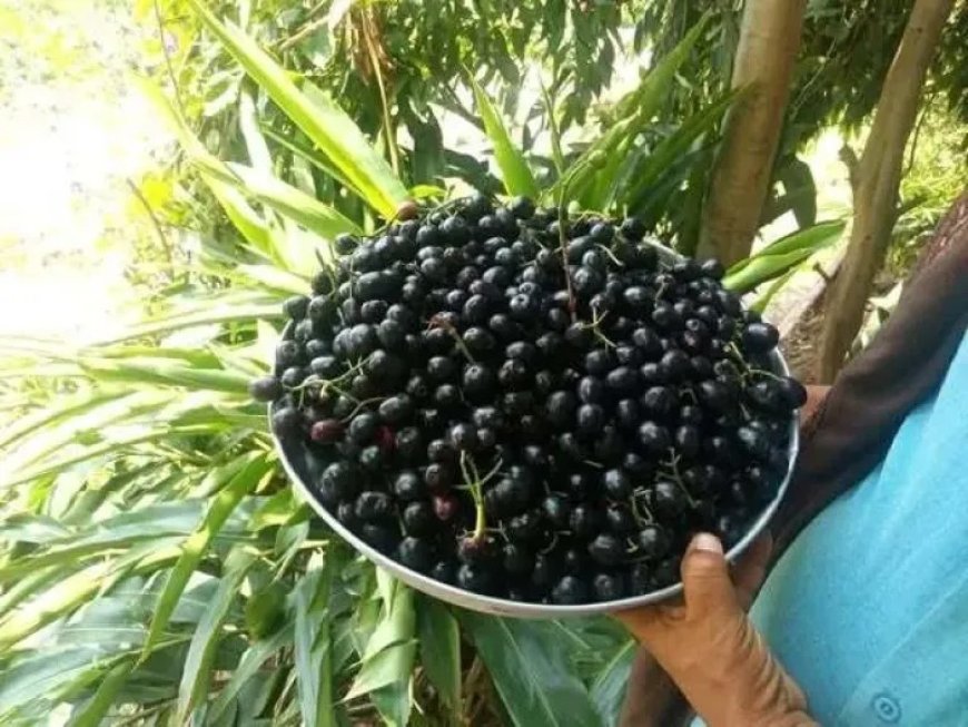 إنجاز يمني يسطع من ريمة.. أول محصول زيتون محلي بجودة عالمية