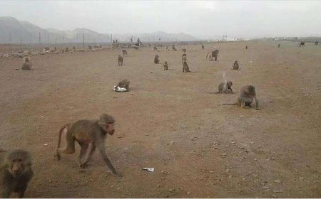 القرود ترتكب مجزرة ضد الأغنام في البيضاء