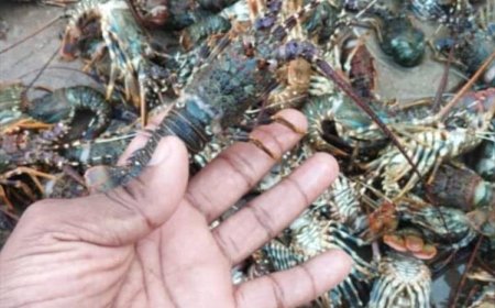 استنزاف قاتل للثروة السمكية في اليمن وخبراء يحذرون