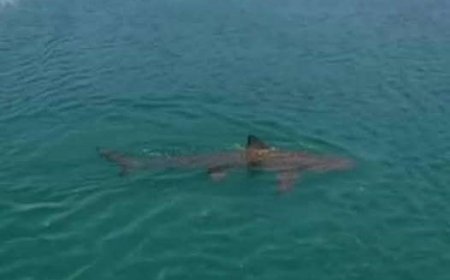 ما حقيقة ظهور قرش ضخم بجسر عدن؟ خبراء البحر يوضحون الأسباب