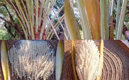 نخلة نادرة في شبوة تثمر أربع مرات خلال عام واحد