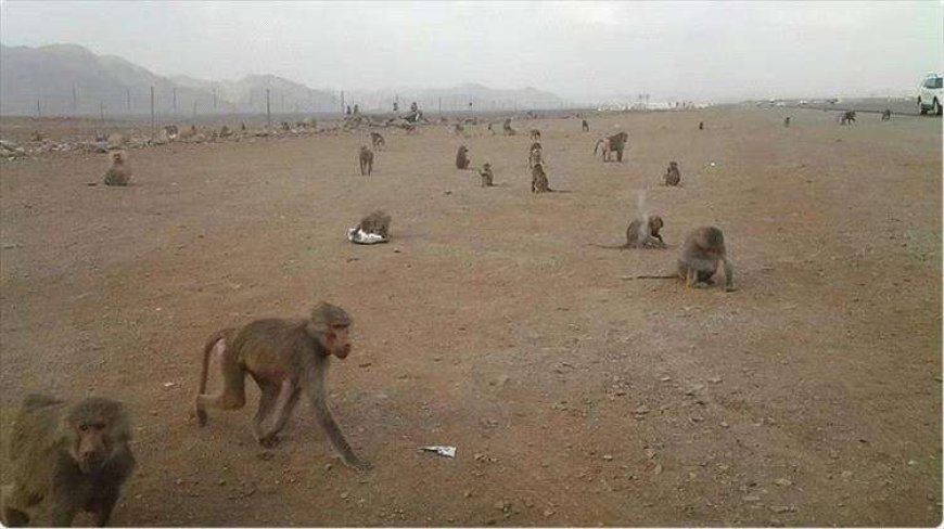 القرود ترتكب مجزرة ضد الأغنام في البيضاء