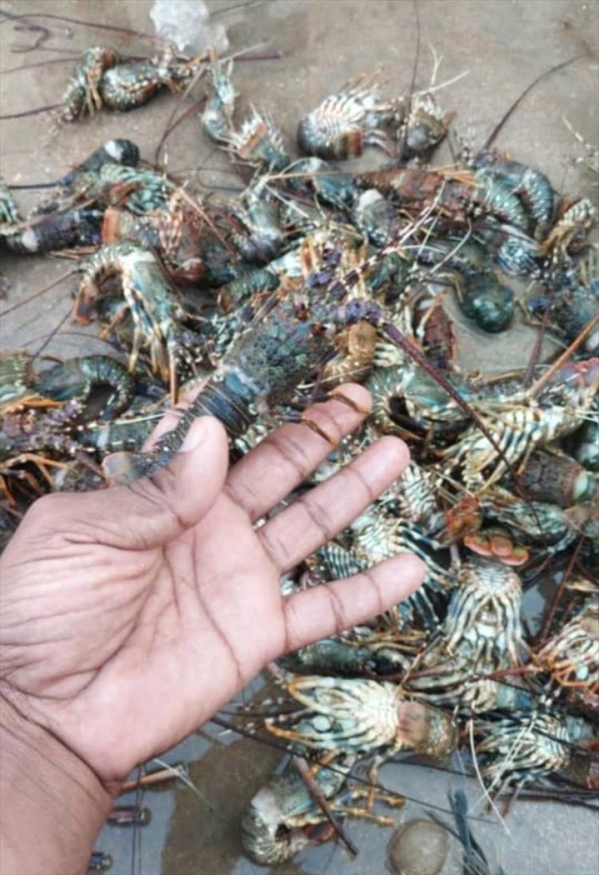 استنزاف قاتل للثروة السمكية في اليمن وخبراء يحذرون