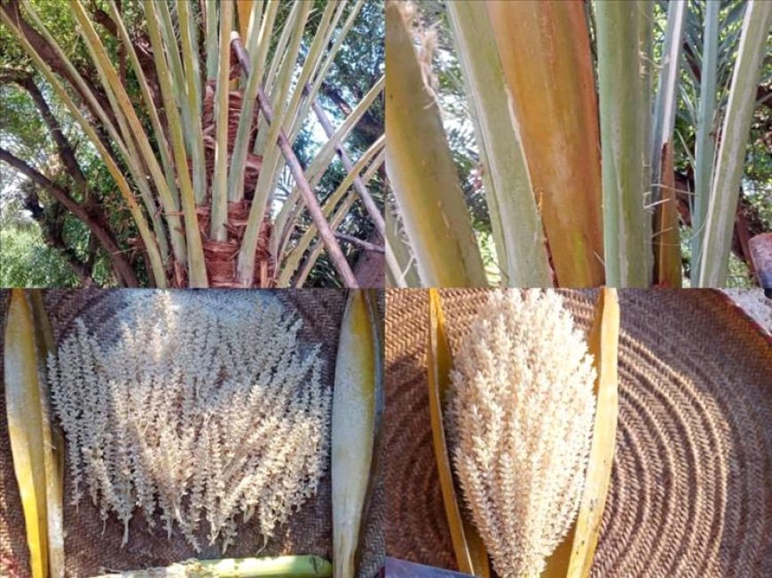 نخلة نادرة في شبوة تثمر أربع مرات خلال عام واحد