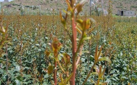 مقتل اثنين من عصابة سرقة خلال اشتباك مع حراس مزرعة قات في رداع