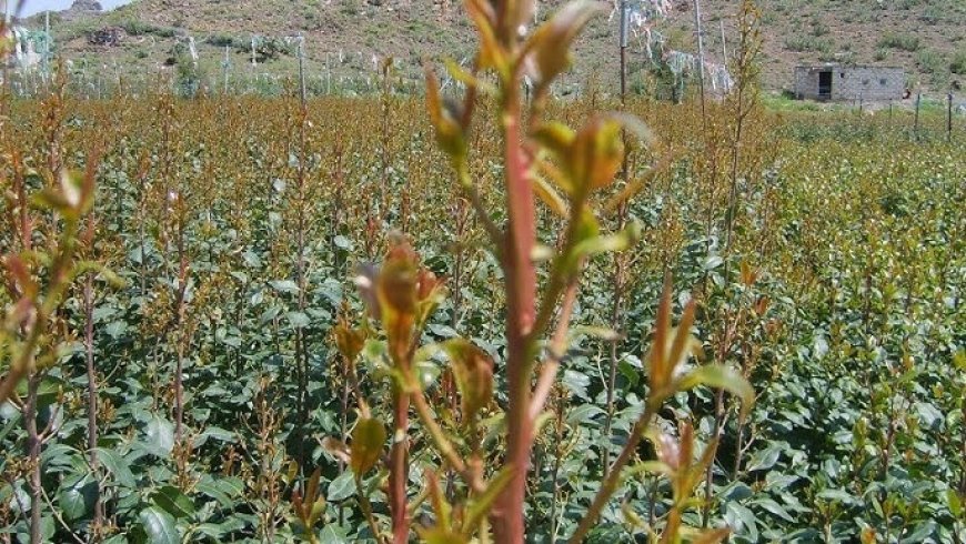 مقتل اثنين من عصابة سرقة خلال اشتباك مع حراس مزرعة قات في رداع