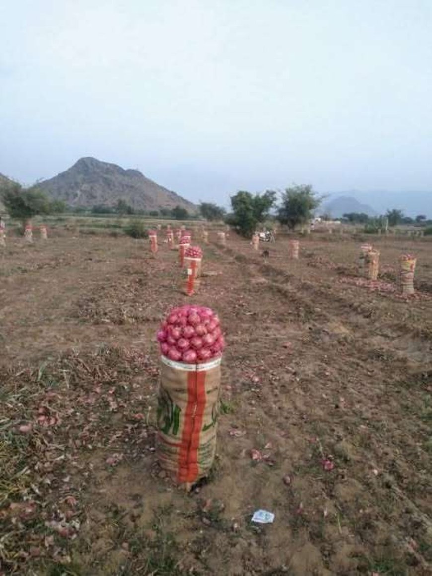 مزارعو تهامة يطلقون نداءات استغاثة بعد انهيار أسعار محصول البصل