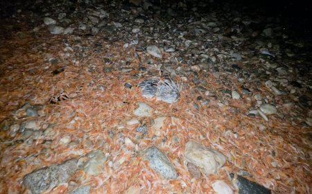 ظاهرة مقلقة تضرب شواطئ المكلا.. نفوق أعداد كبيرة من الجمبري والأسماك