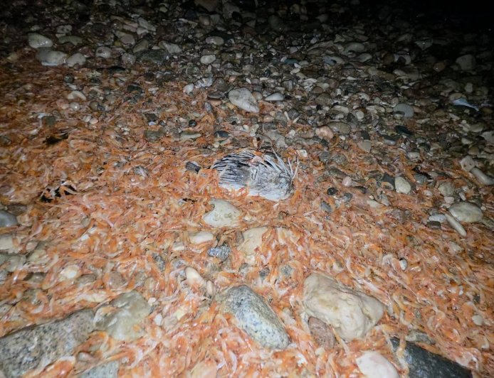 ظاهرة مقلقة تضرب شواطئ المكلا.. نفوق أعداد كبيرة من الجمبري والأسماك