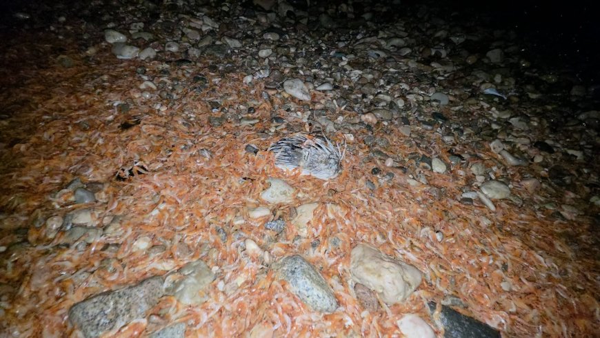 ظاهرة مقلقة تضرب شواطئ المكلا.. نفوق أعداد كبيرة من الجمبري والأسماك