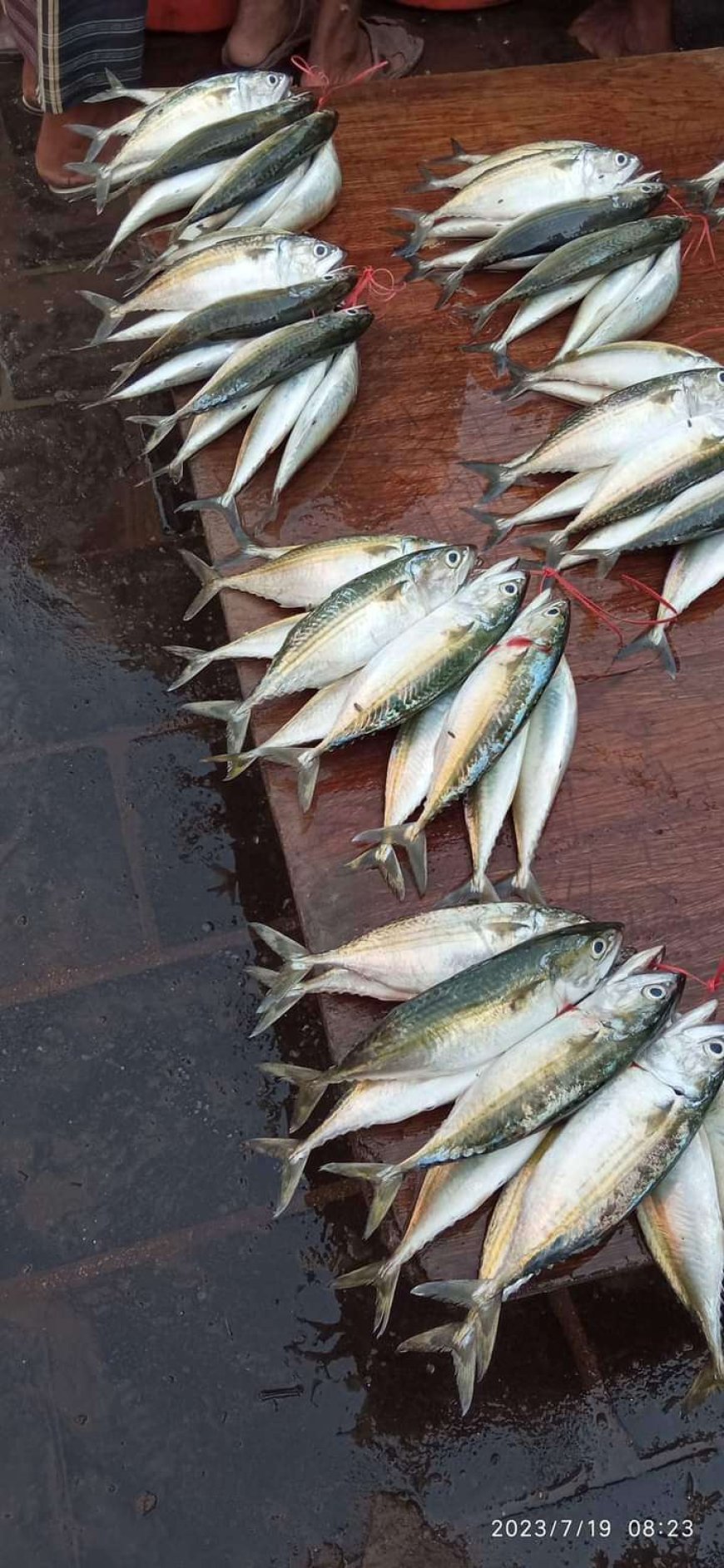أسعار الأسماك في مدينة عدن