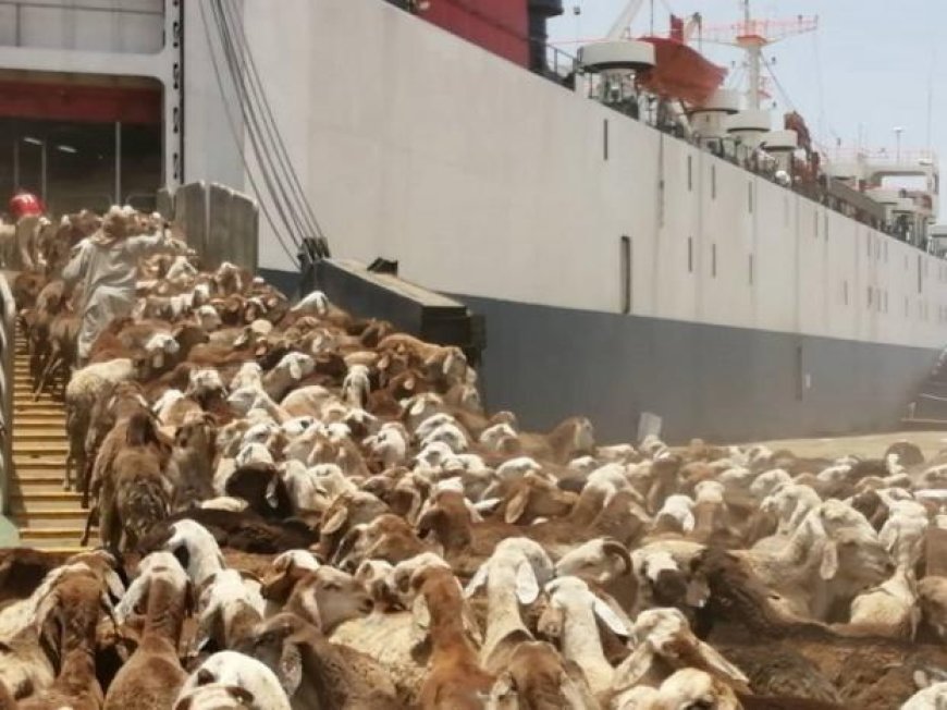 سفينة محملة بآلاف المواشي تعود إلى أستراليا خوفاً من هجمات الحوثيين