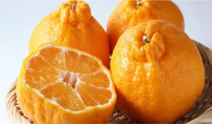 اليوسفي: درع واقي ضد نزلات البرد