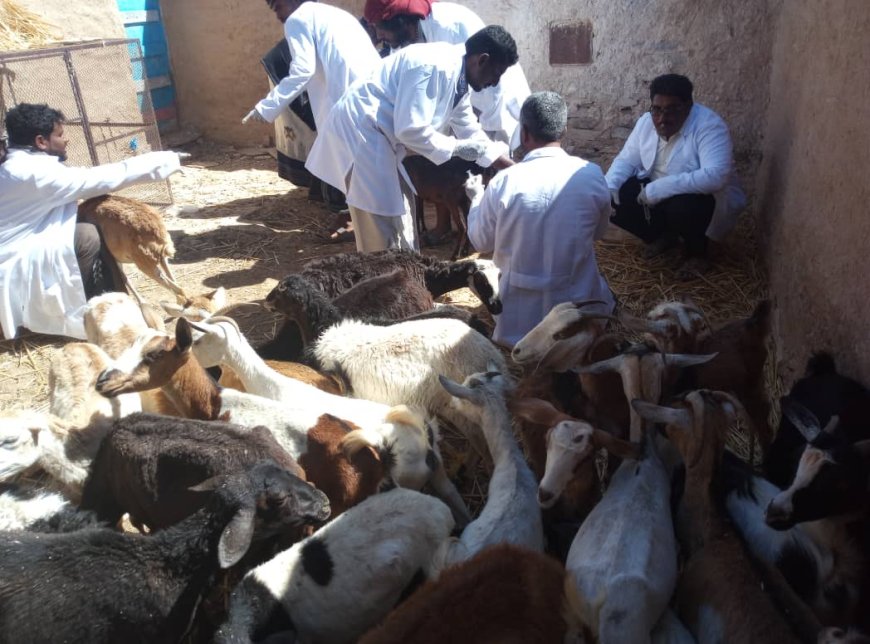 تدشين الحملة البيطرية لتحصين الثروة الحيوانية في مديرية الضليعة