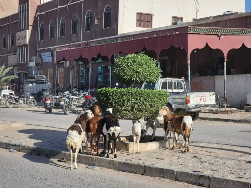 إدارة النظافة بتريم توجه بفرض غرامات مالية على أصحاب المواشي السائبة