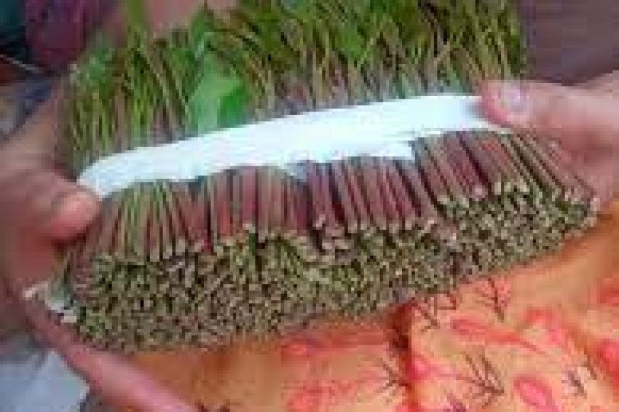 صحفي حضرمي يدعو لتصنيف القات كمخدرات تمهيداً للانضمام لمجلس التعاون