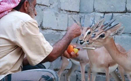 أبين.. مواطن ينجح في تربية الغزلان الجبلية