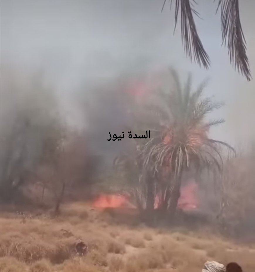 عاجل.. حريق يلتهم النخيل بمنطقة صيف بمديرية دوعن