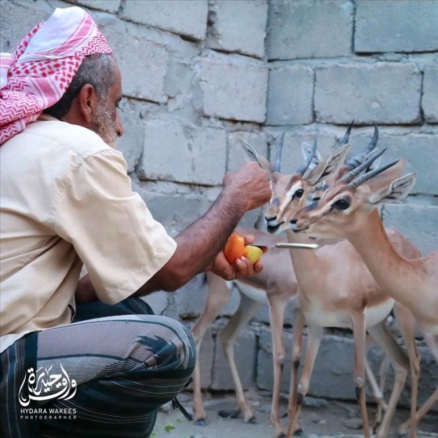 أبين.. مواطن ينجح في تربية الغزلان الجبلية