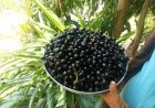 إنجاز يمني يسطع من ريمة.. أول محصول زيتون محلي بجودة عالمية