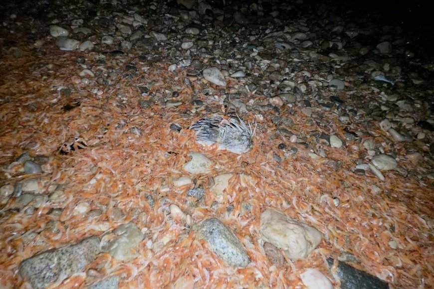 ظاهرة مقلقة تضرب شواطئ المكلا.. نفوق أعداد كبيرة من الجمبري والأسماك