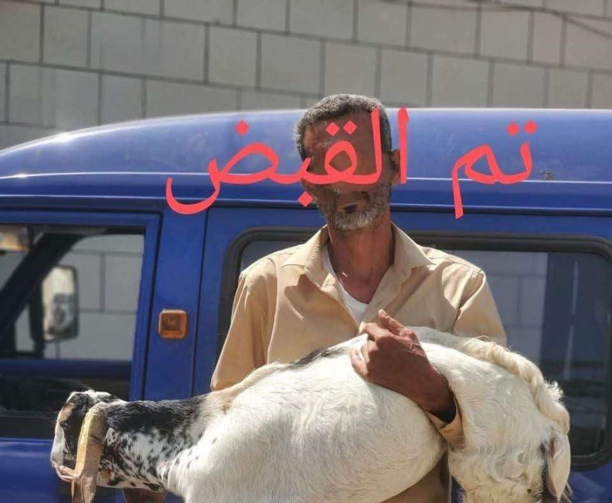 بعد تداول فيديو يوثّق الواقعة.. أمن عدن يلقي القبض على سائق باص متهم بسرقة أغنام