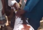 رقم صادم في أسواق المواشي.. أضحية بنصف مليون ريال يمني ولم تُبع
