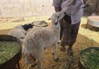 أسعار أضاحي العيد في عتق تشعل الجدل.. تعرف على الأسعار