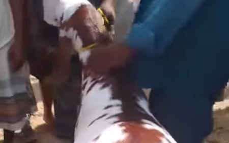 رقم صادم في أسواق المواشي.. أضحية بنصف مليون ريال يمني ولم تُبع
