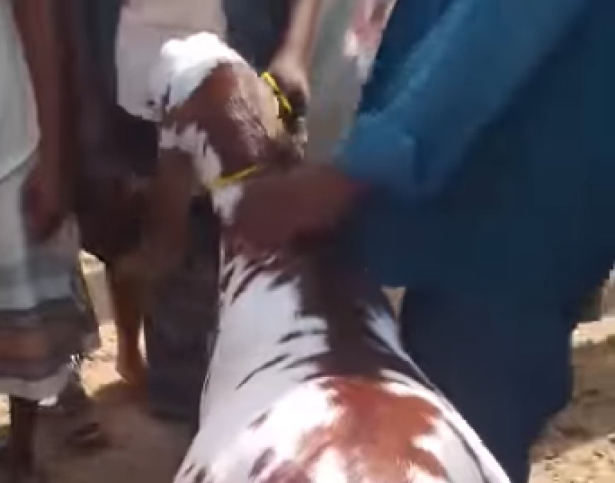 رقم صادم في أسواق المواشي.. أضحية بنصف مليون ريال يمني ولم تُبع