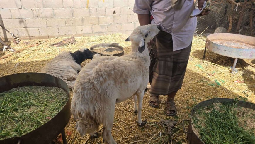 أسعار أضاحي العيد في عتق تشعل الجدل.. تعرف على الأسعار