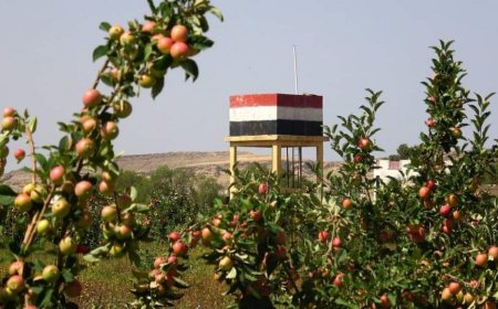 إنجاز زراعي واعد.. نجاح تجربة إنتاج التفاح السكري في اليمن