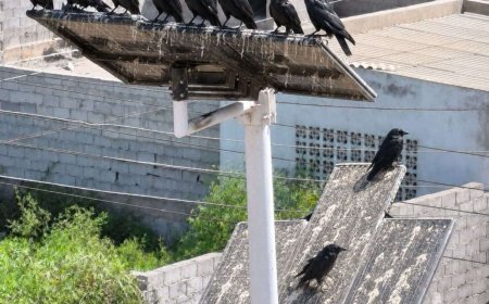 جدل واسع في عدن بعد فشل حملة القضاء على الغربان