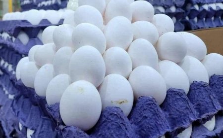 انفخاض ملحوظ في اسعار البيض بحضرموت لهذا السبب