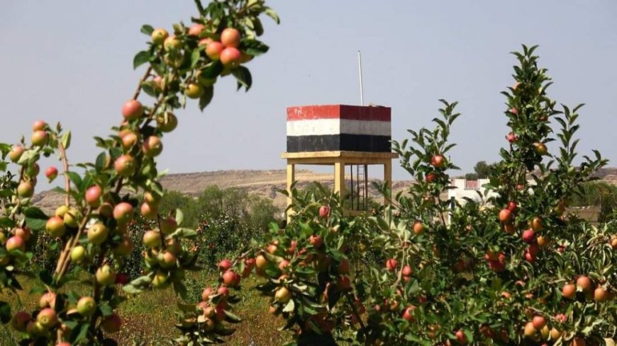 إنجاز زراعي واعد.. نجاح تجربة إنتاج التفاح السكري في اليمن