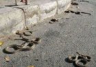 انتشار كثيف للثعابين في مدينة جعار والأهالي يطالبون بتدخل عاجل