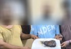 شرطة عدن تلقي القبض على ثلاثة متهمين بحوزتهم كمية من الحشيش المخدر