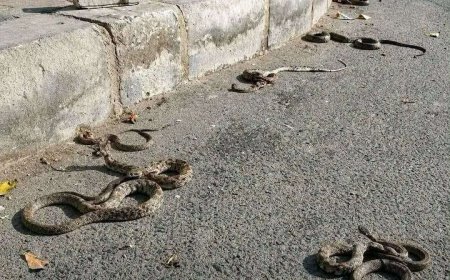 انتشار كثيف للثعابين في مدينة جعار والأهالي يطالبون بتدخل عاجل
