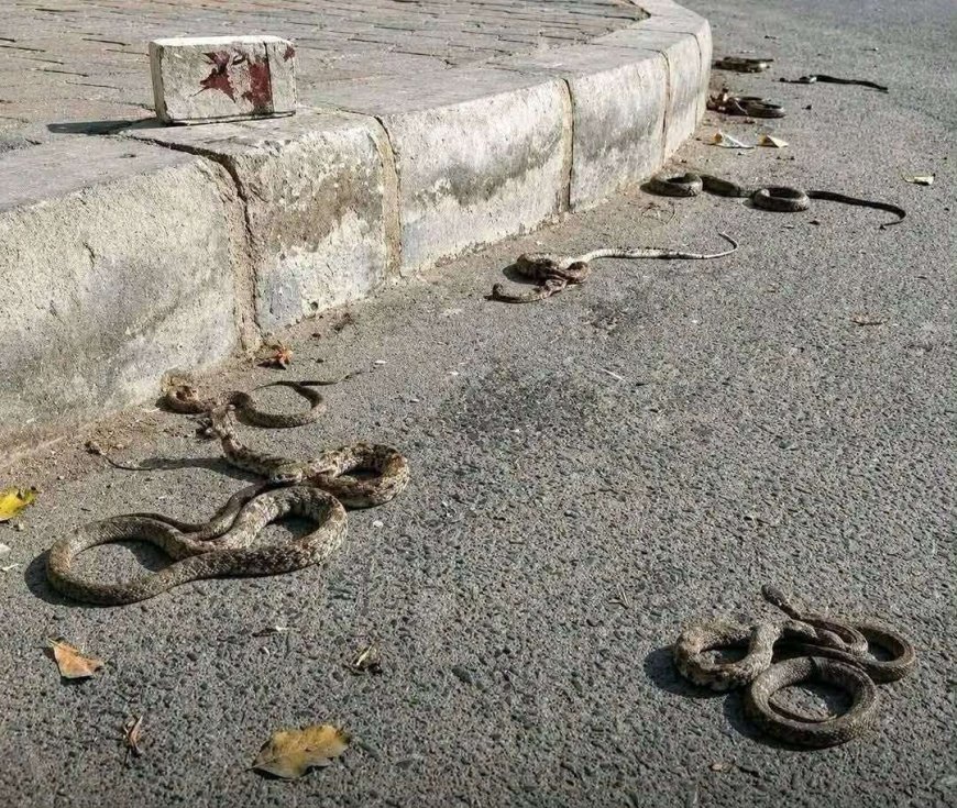 انتشار كثيف للثعابين في مدينة جعار والأهالي يطالبون بتدخل عاجل