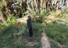 رياح عاتية تضرب تريم وتخلف خسائر كبيرة في الزراعة والمواشي