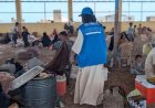 اليونيسف تحذر من تزايد تدفق النازحين اليمنيين إلى جيبوتي