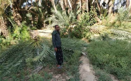 رياح عاتية تضرب تريم وتخلف خسائر كبيرة في الزراعة والمواشي