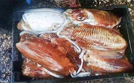 اليمن يتصدر الدول المصدرة للحبّار إلى سلطنة عُمان