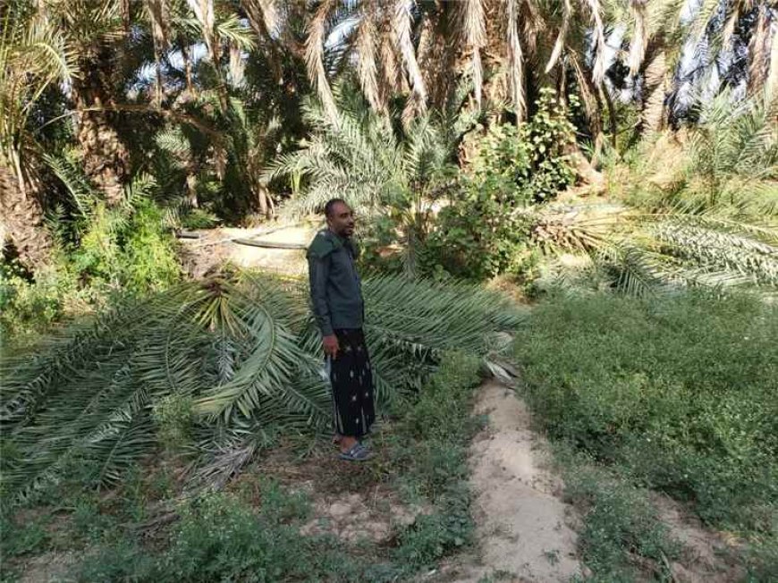 رياح عاتية تضرب تريم وتخلف خسائر كبيرة في الزراعة والمواشي