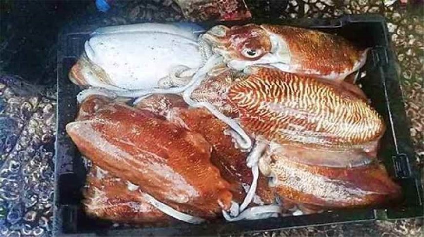 اليمن يتصدر الدول المصدرة للحبّار إلى سلطنة عُمان